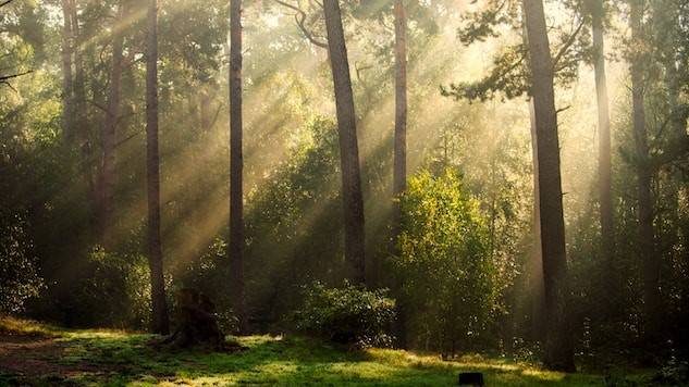 forest bathing to reconnect with nature and fight laziness
